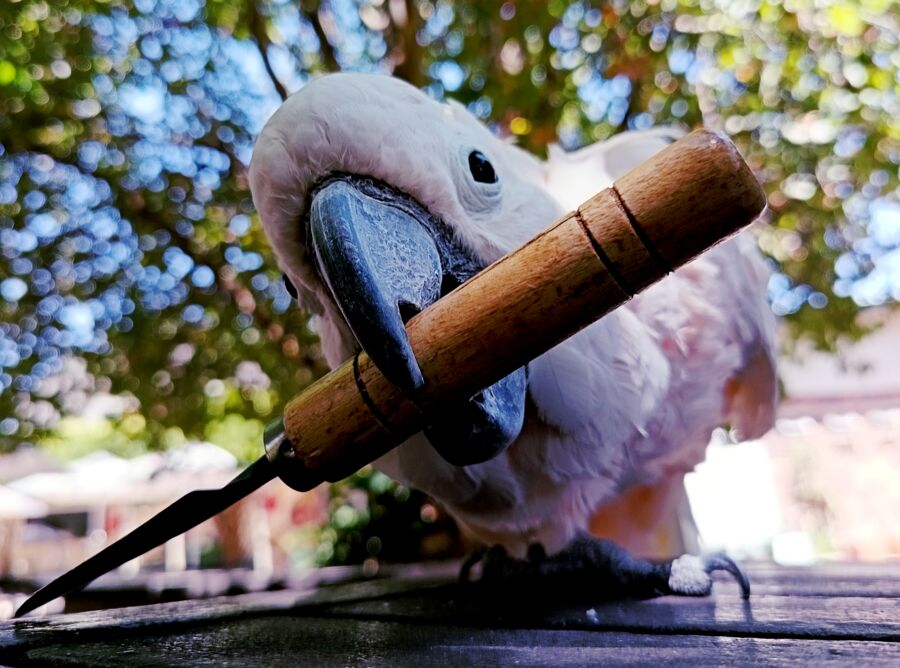 Birb with spade