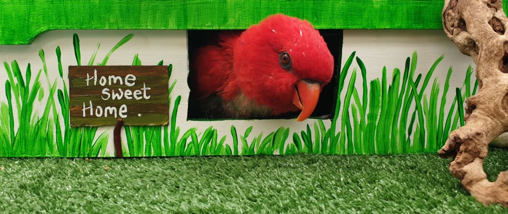 RB, the red Lorikeet at home in Lory Park Zoo.